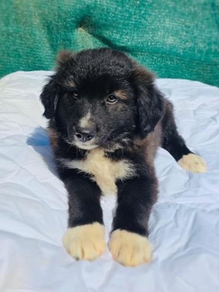 Snickers sucht ein Körbchen