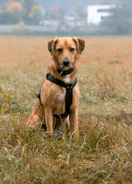 Pavarotti sucht ein Zuhause