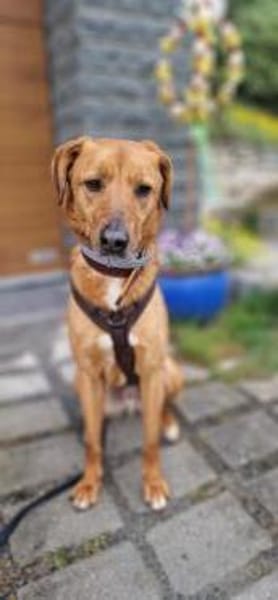 Pavarotti sucht ein Zuhause