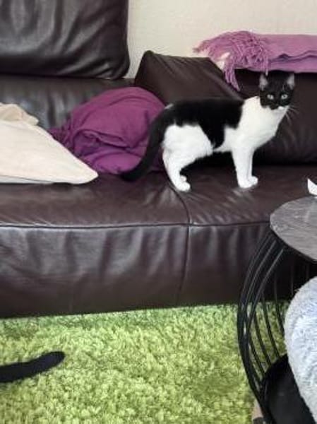 Scheue Marta sucht Zuhause mit Geduld