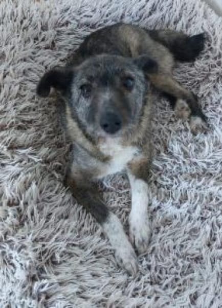 Missy 42 cm (Pfegestelle)