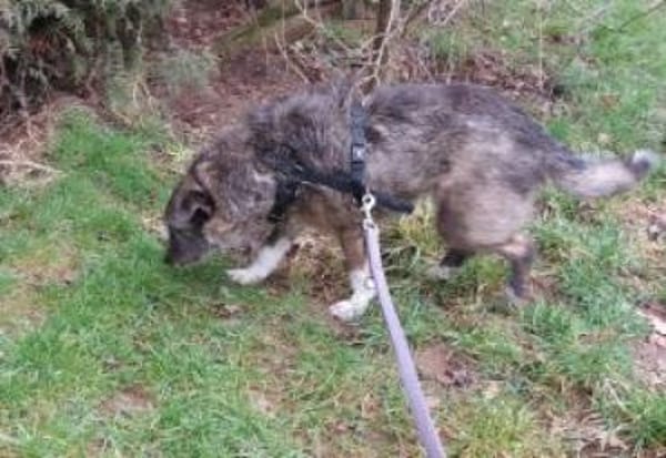 Missy 42 cm (Pfegestelle)