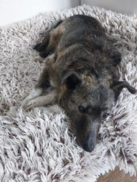 Missy 42 cm (Pfegestelle)