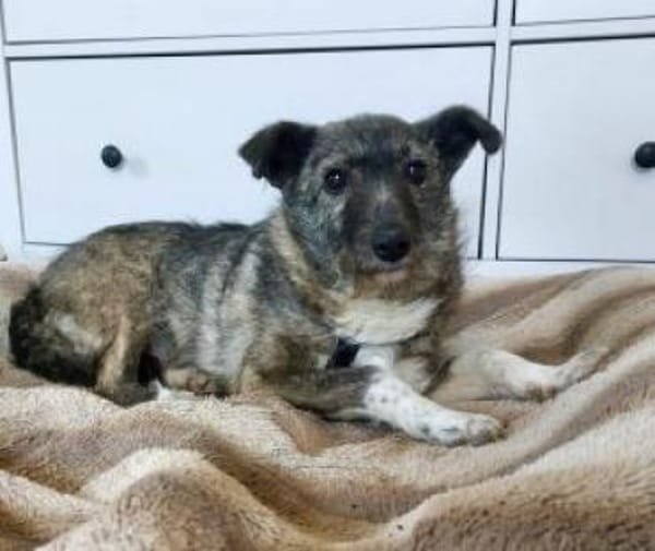 Missy 42 cm (Pfegestelle)