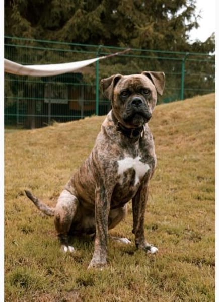 Leo möchte sein Herz verschenken