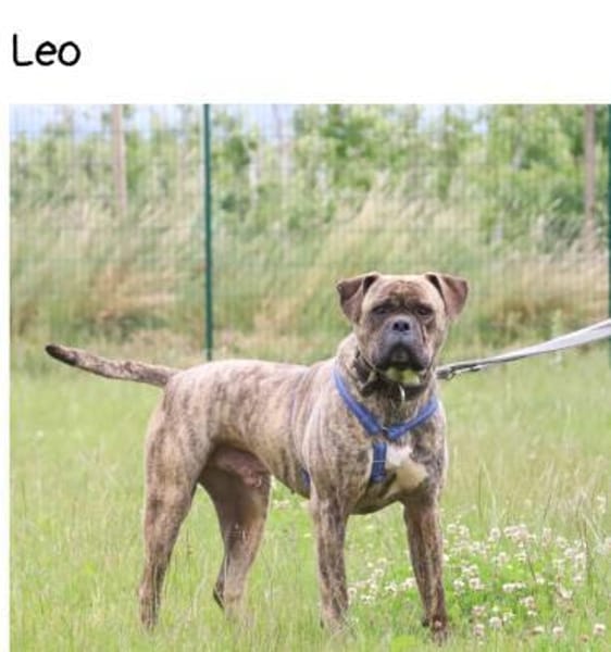 Leo möchte sein Herz verschenken