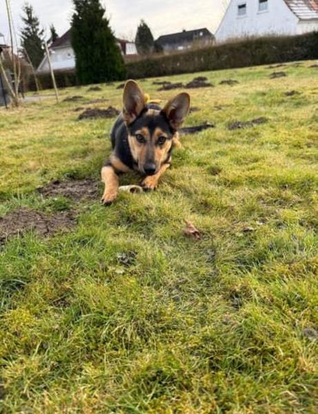 Dora - schlaue Schäferhündin