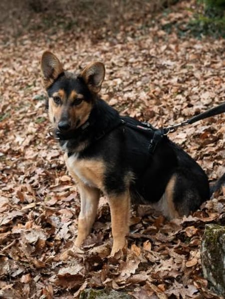 Dora - schlaue Schäferhündin