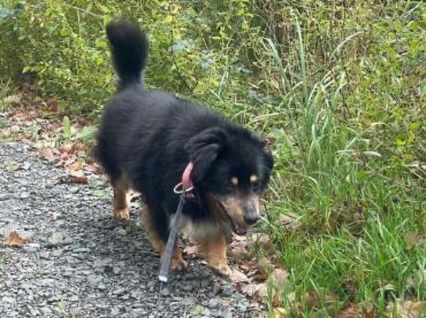 PAW liebenswerter kleiner Seniorrüde