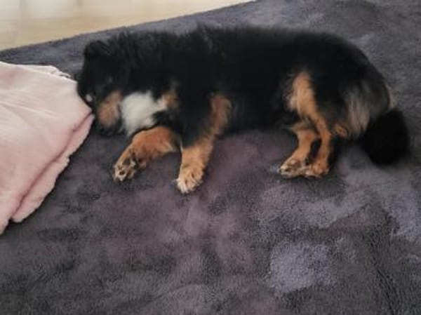 PAW liebenswerter kleiner Seniorrüde