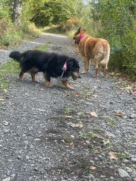 PAW liebenswerter kleiner Seniorrüde