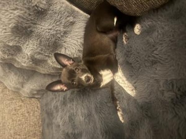 Frodo ein charmanter kleiner Kerl