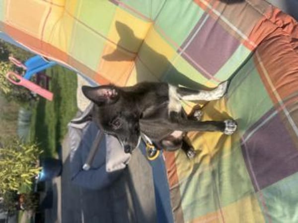 Frodo ein charmanter kleiner Kerl