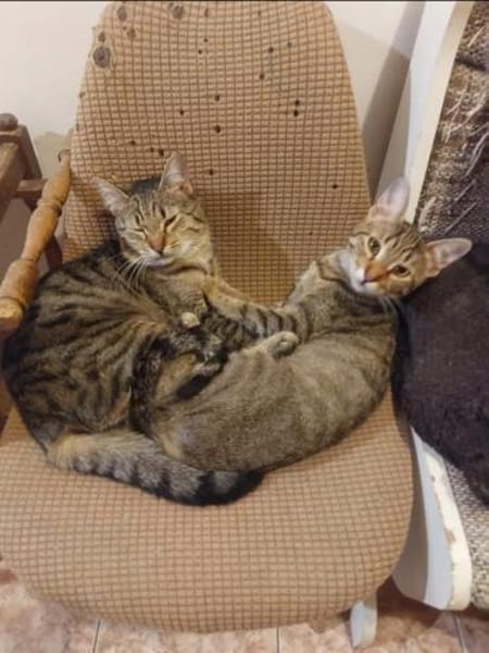 Tina & Tino Schmusetiger suchen Familie