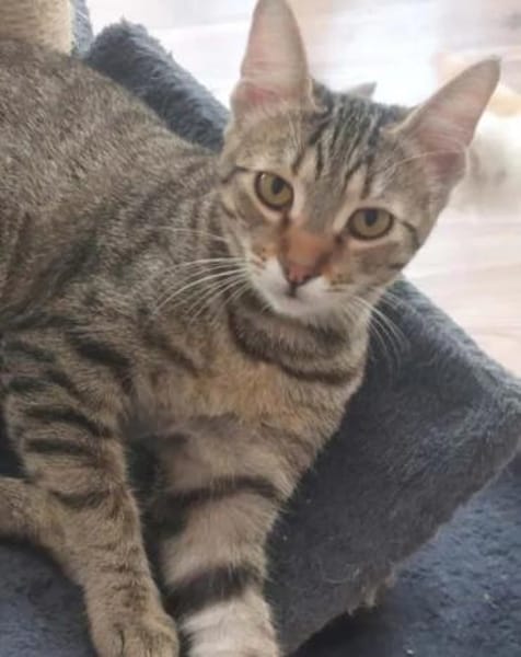 Tina & Tino Schmusetiger suchen Familie