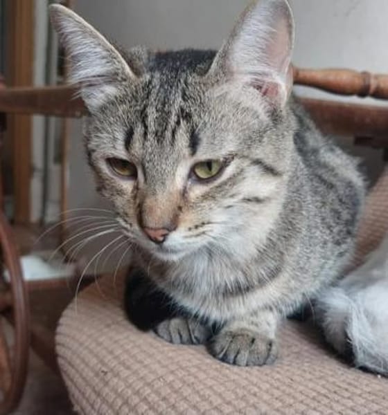 Tina & Tino Schmusetiger suchen Familie