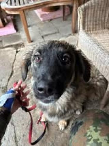 Inara sucht ihre Menschen 🫶❤🫶