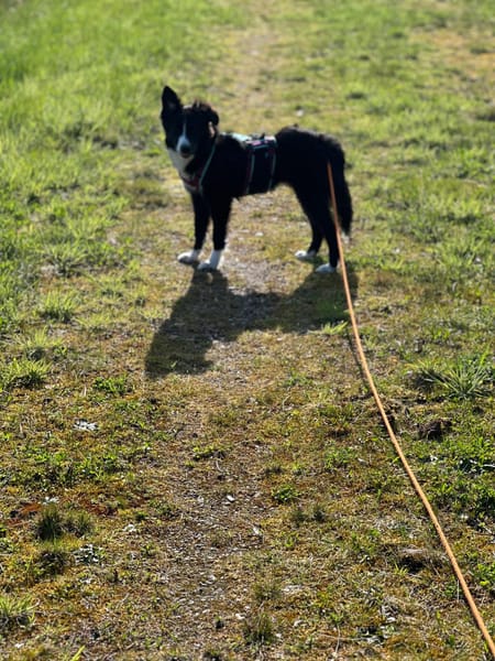Kleine,liebe Rosalie braucht ihr zu Haus