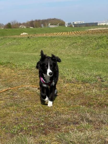 Kleine,liebe Rosalie braucht ihr zu Haus