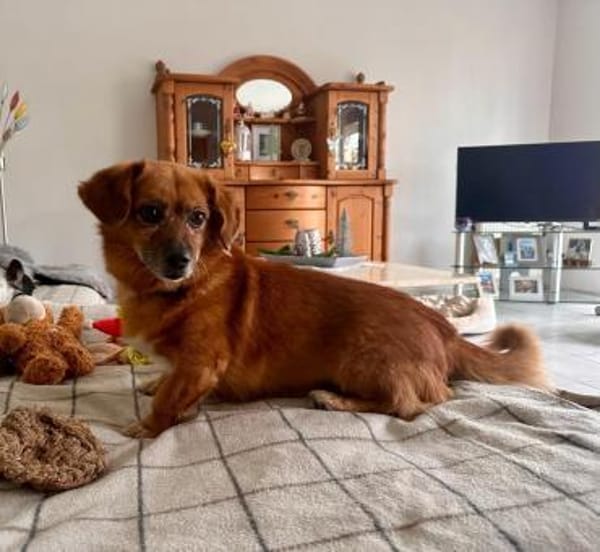 💙Peppino💙 sucht seine Menschen 🐾