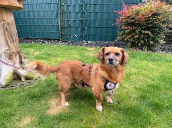 💙Peppino💙 sucht seine Menschen 🐾