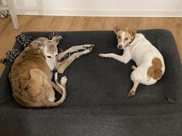 Travel sucht leider ein neues Zuhause