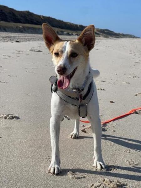 Travel sucht leider ein neues Zuhause