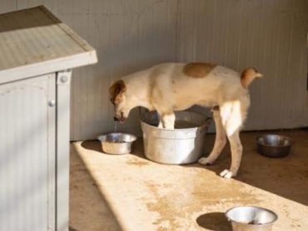 Romeo wird zum Notfall