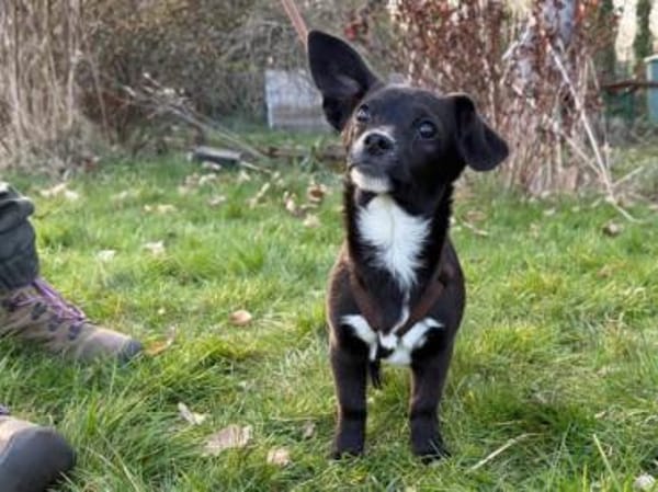 Traumzuhause für Pia gesucht