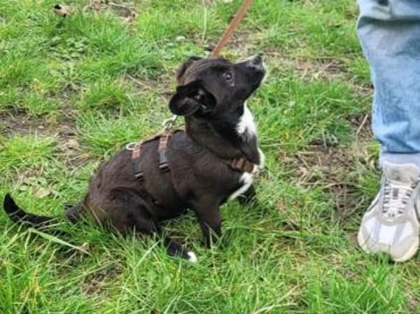 Traumzuhause für Pia gesucht