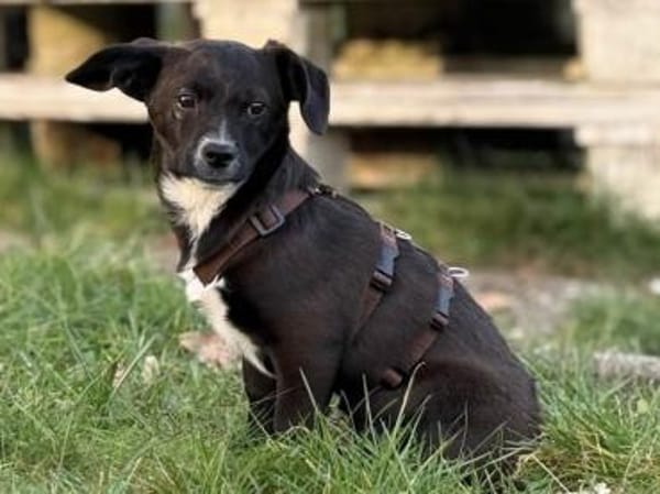 Traumzuhause für Pia gesucht