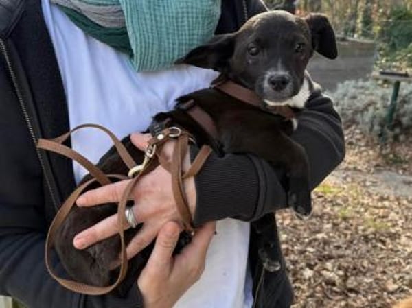 Traumzuhause für Pia gesucht