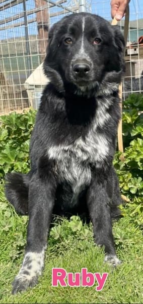 Ruby - freundlich und menschenbezogen