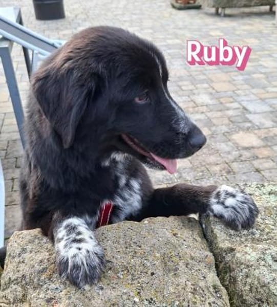 Ruby - freundlich und menschenbezogen