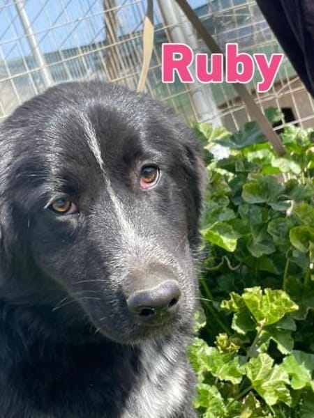 Ruby - freundlich und menschenbezogen