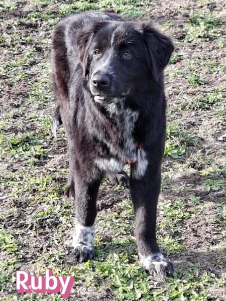 Ruby - freundlich und menschenbezogen