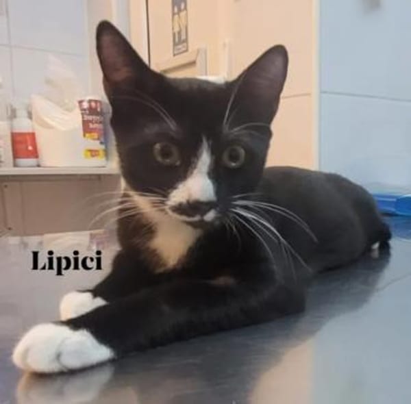 Lipici & Sissi 2 kleine Maskenkatzen