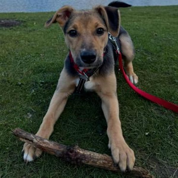 Frodo ♥wartet in 50827 Köln