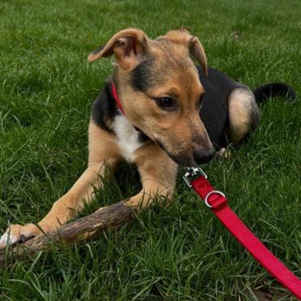 Frodo ♥wartet in 50827 Köln