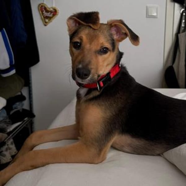 Frodo ♥wartet in 50827 Köln