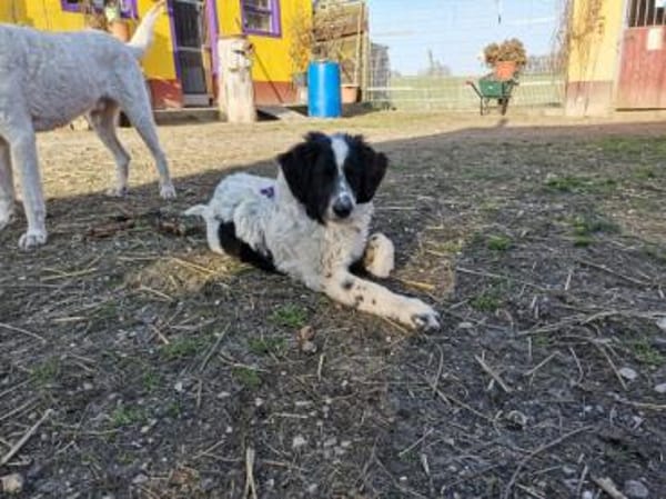 Liebenswerter Lenny sucht Familie