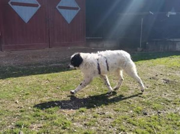 Liebenswerter Lenny sucht Familie