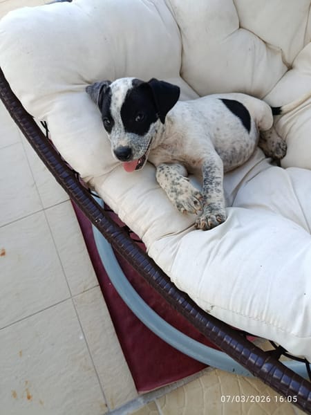 À L’ADOPTION, AYANA, BERGER CREOLE FEMELLE, noire et blanche