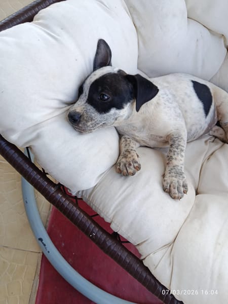 À L’ADOPTION, AYANA, BERGER CREOLE FEMELLE, noire et blanche