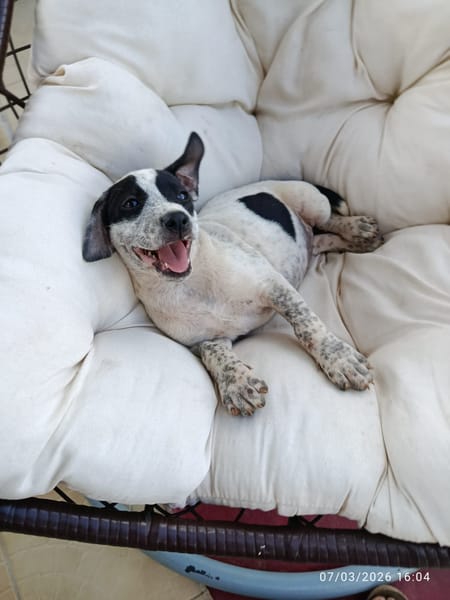 À L’ADOPTION, AYANA, BERGER CREOLE FEMELLE, noire et blanche