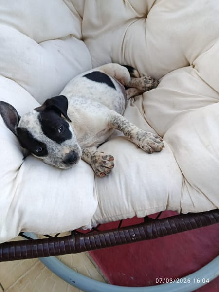 À L’ADOPTION, AYANA, BERGER CREOLE FEMELLE, noire et blanche