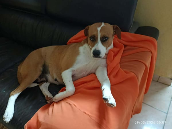 À L’ADOPTION AZRA, adorable femelle BERGER CREOLE, marron et blanche !