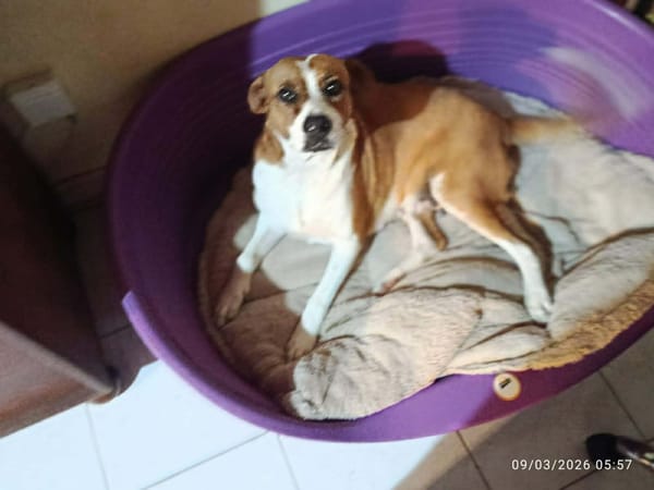 À L’ADOPTION AZRA, adorable femelle BERGER CREOLE, marron et blanche !