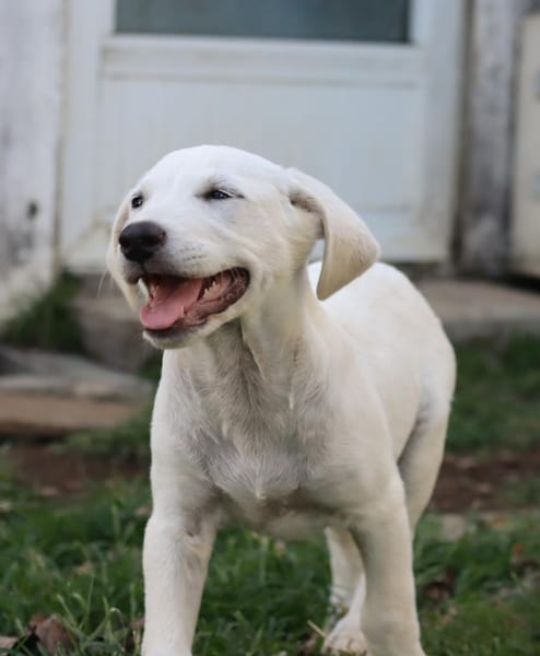 AUSTIN, chiot Croisé Labrador mâle