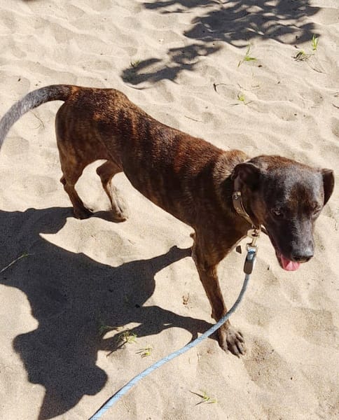 CHIPIE, Berger Créole Femelle 🐾